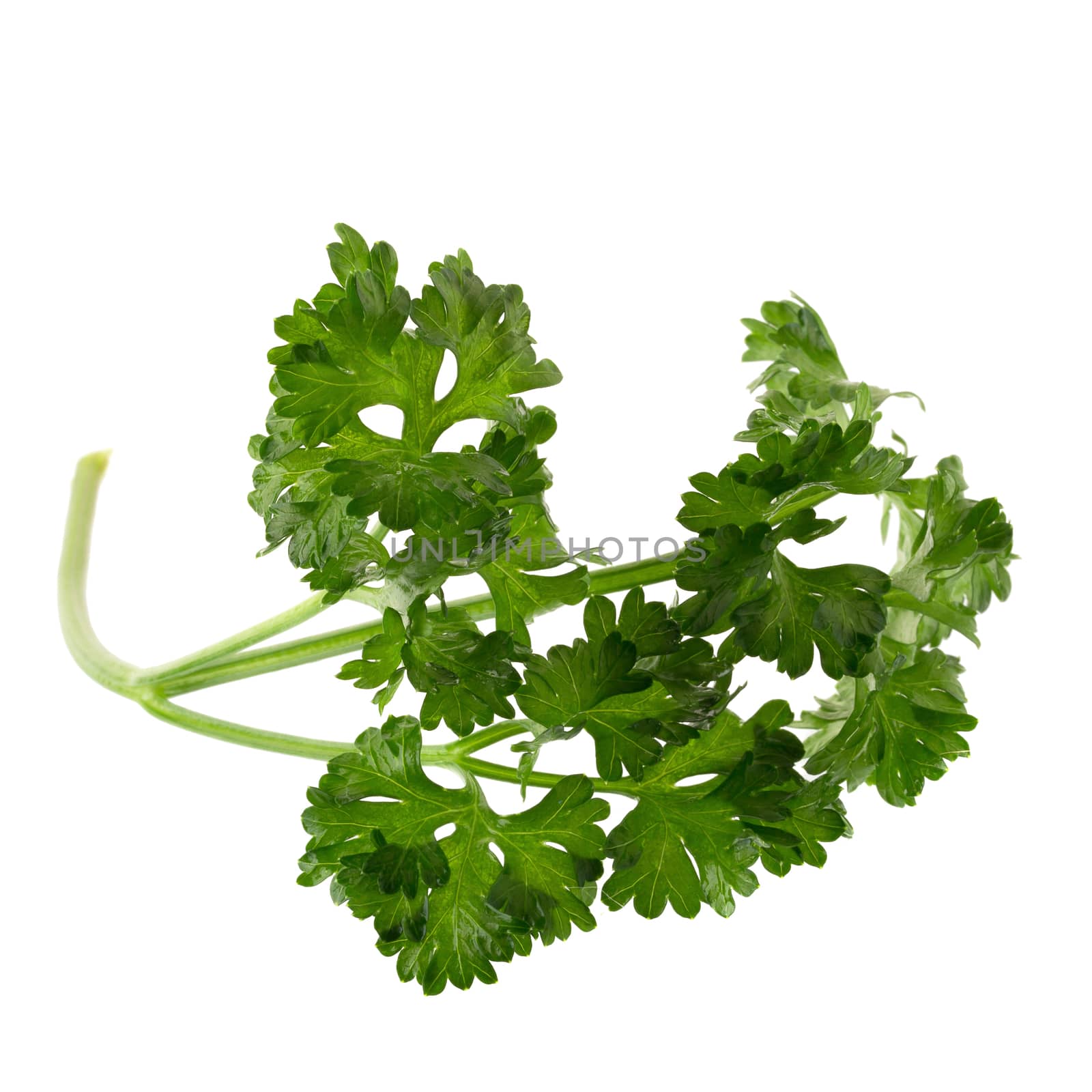 parsley fresh herb isolated on a white background.