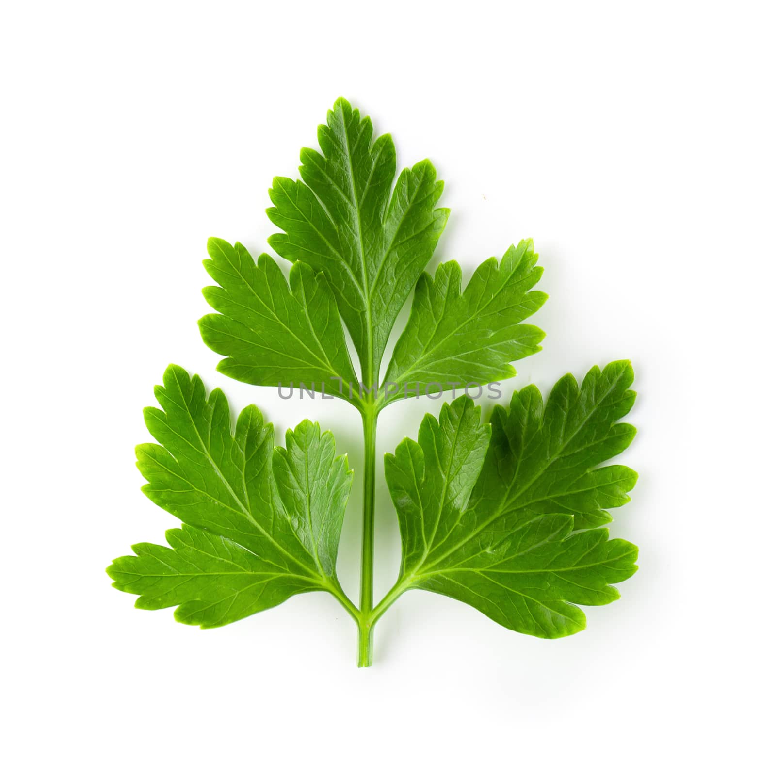 Bunch leaves parsley isolated on white background