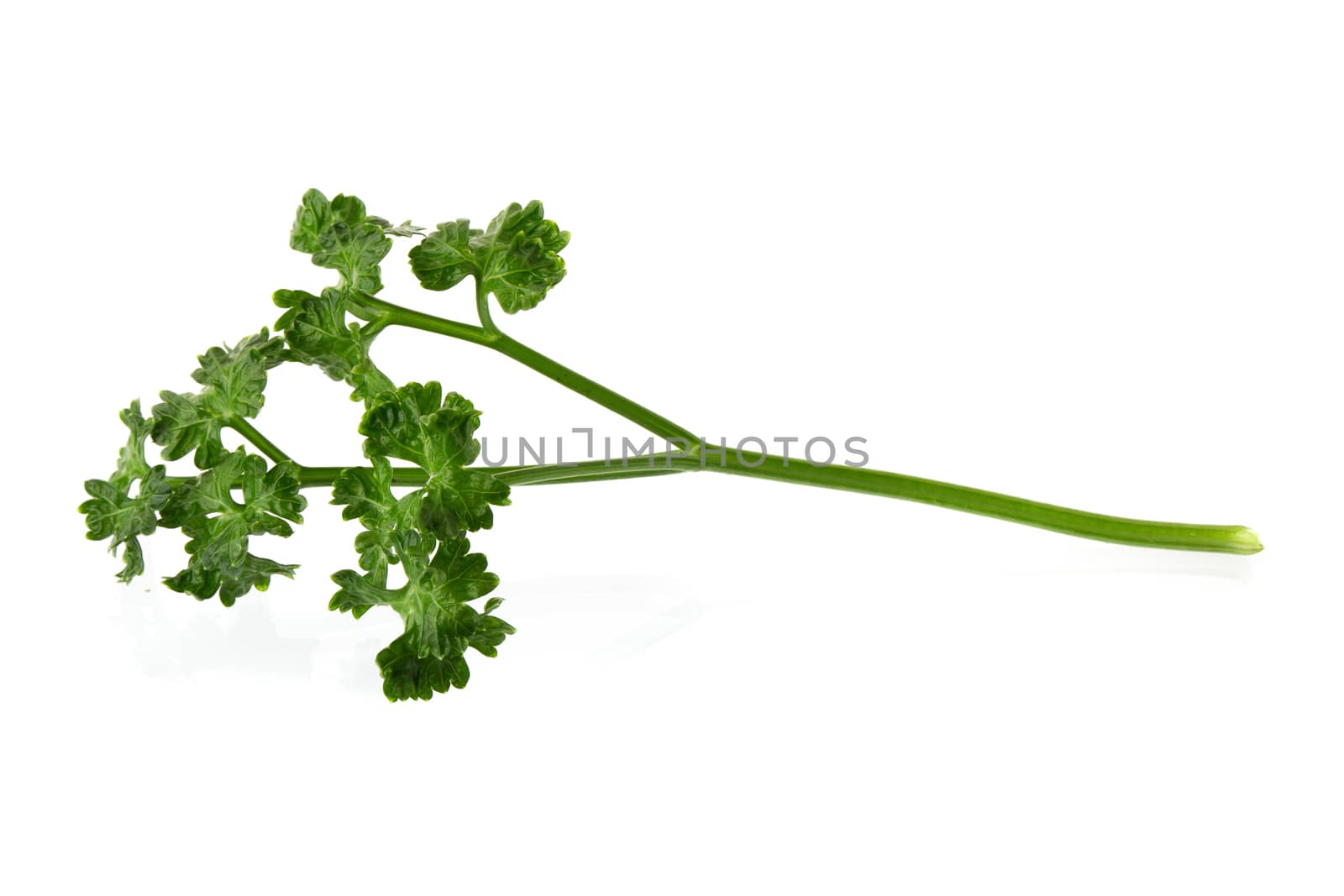 parsley fresh herb isolated on a white background.