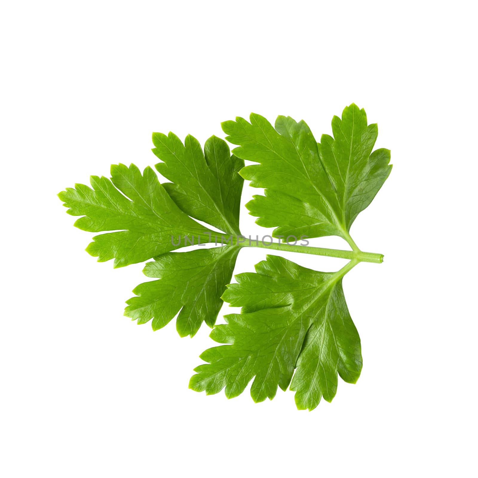Bunch leaves parsley isolated on white background