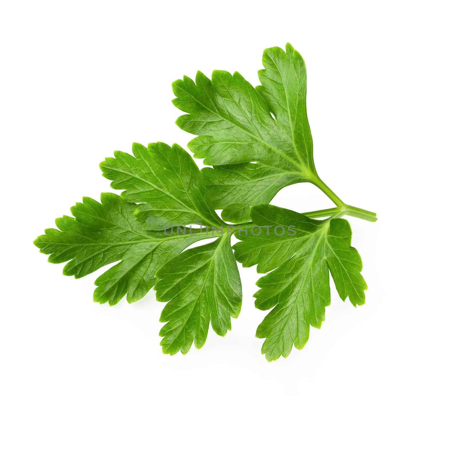 Bunch leaves parsley isolated on white background