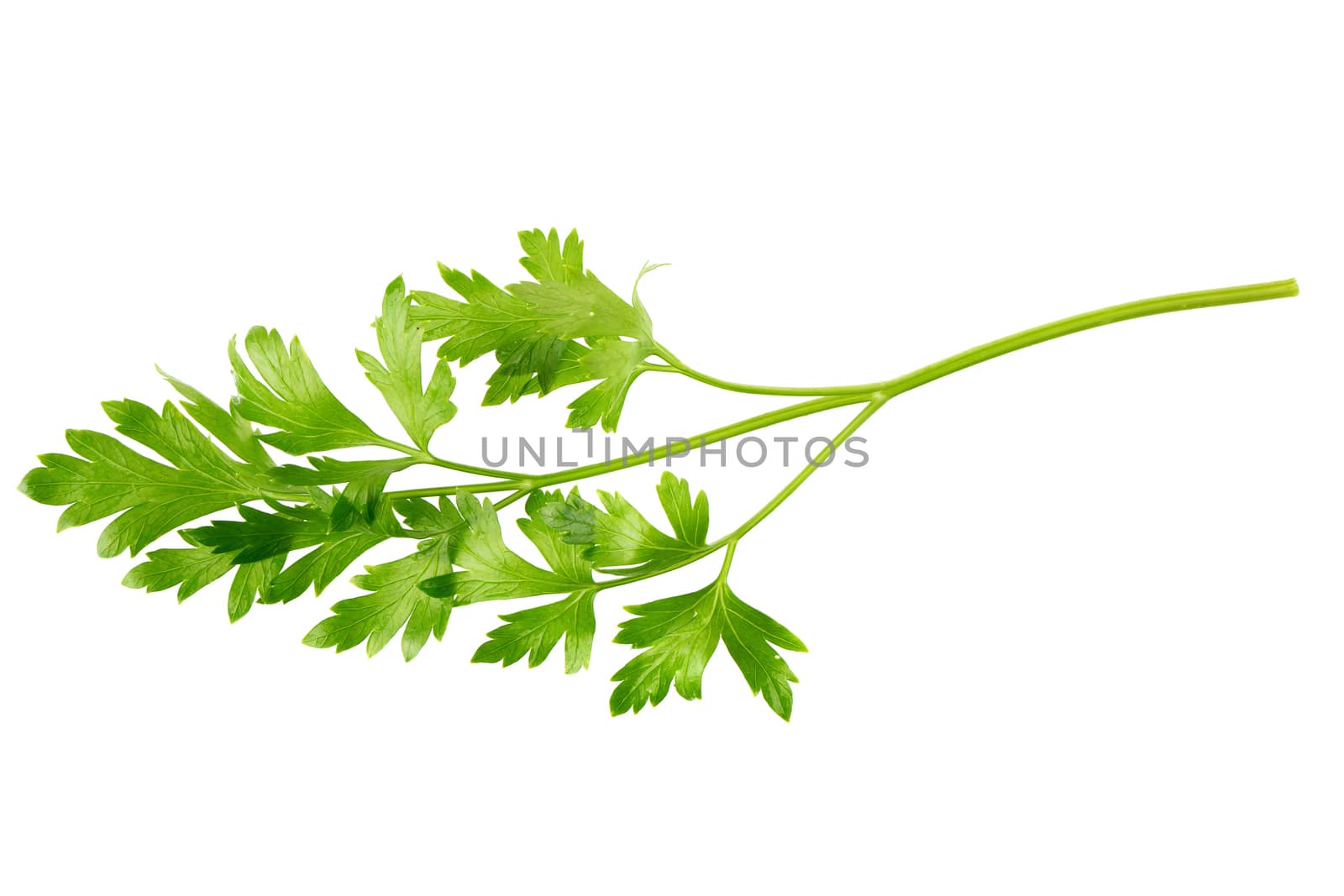 parsley fresh herb isolated on a white background.