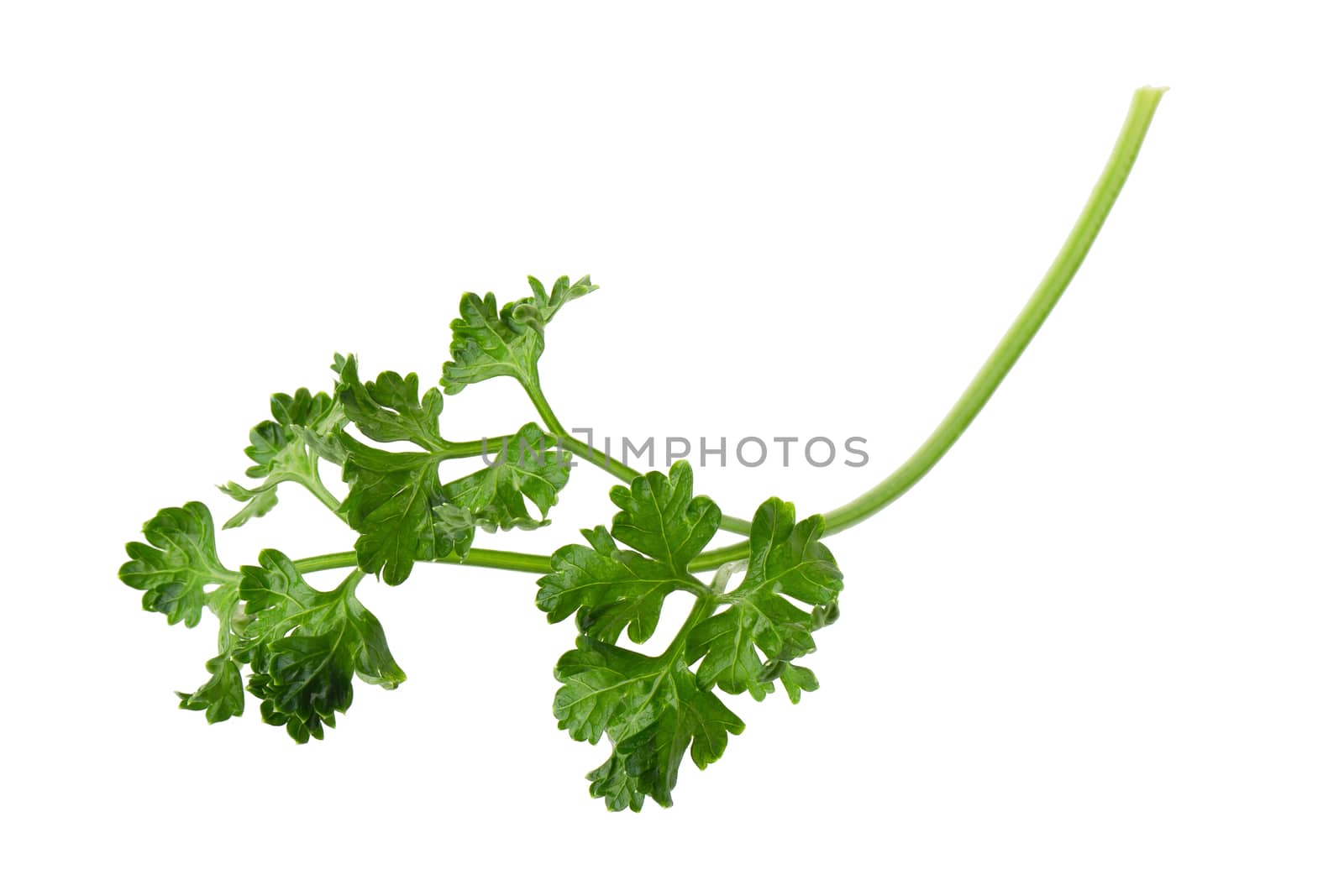 parsley fresh herb isolated on a white background by kaiskynet