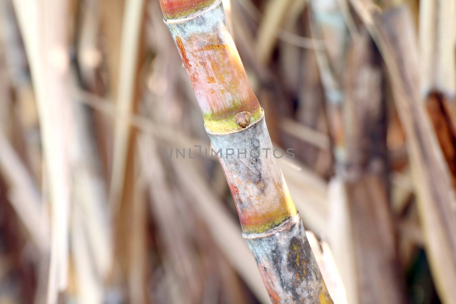 sugarcane fresh, plantation sugarcane, sugarcane farm, background sugar cane, sugarcane agriculture
