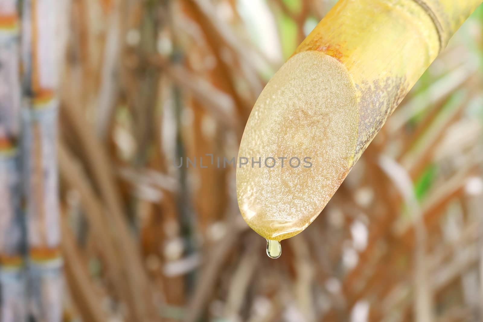 Sugarcane and Dropping molasses, Sugar Cane droplets, Sugarcane piece fresh, Sugar cane on blurred sugarcane tree plantation background, Sugarcane fresh (selective focus)