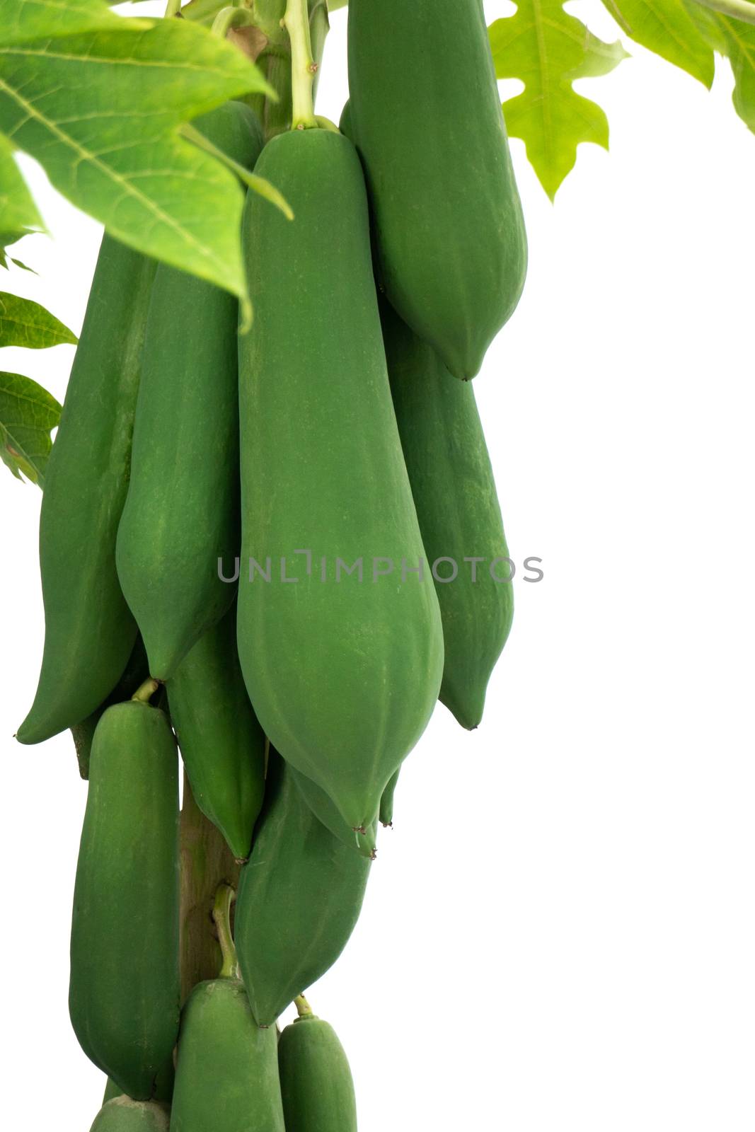 organic green papaya tree with fruits