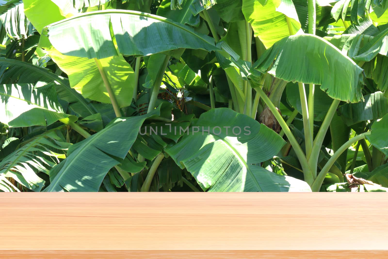 wood plank on banana tree background, empty wood table floors on banana plantation farm organic green fresh nature background, wood table board empty front banana tree background