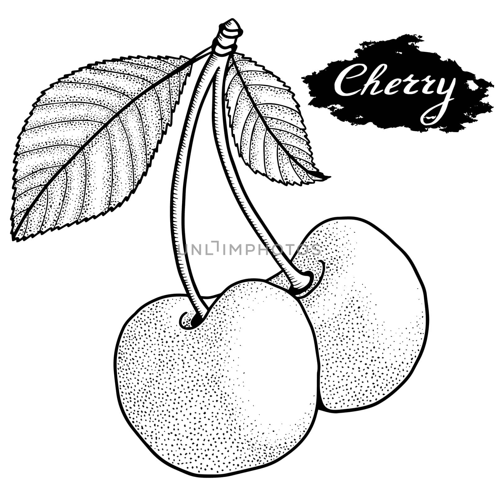 Cherry vector drawing. Isolated hand drawn berry on white background. Summer fruit engraved style illustration. Detailed vegetarian food. Great for label, poster, print