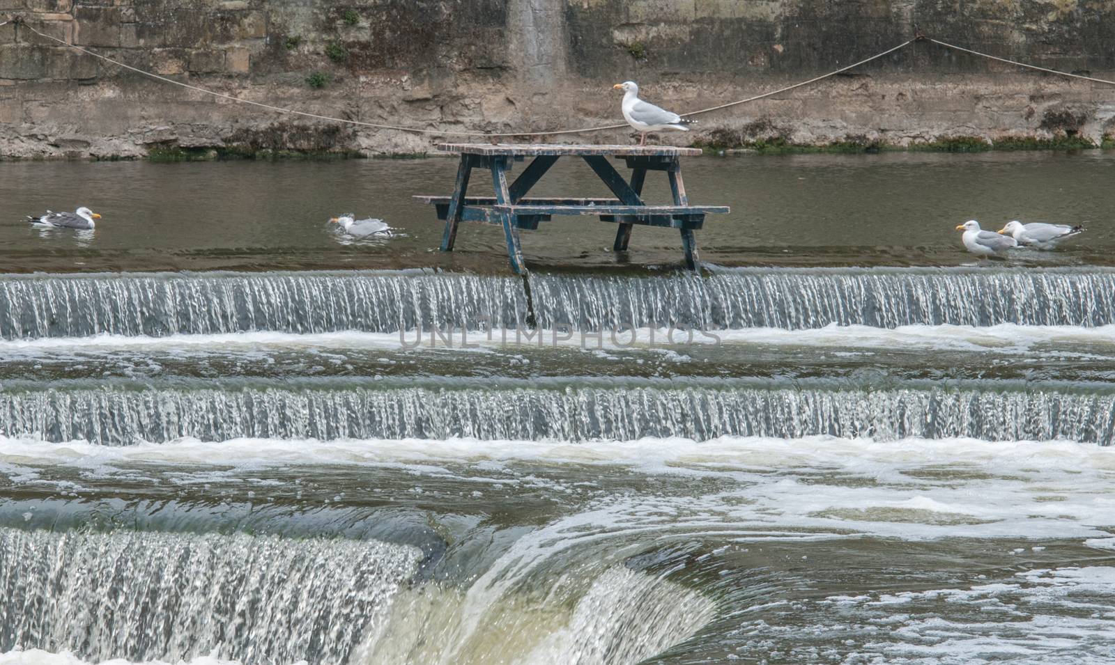 seagull on a pub bench  on the river avon in bath england by sirspread