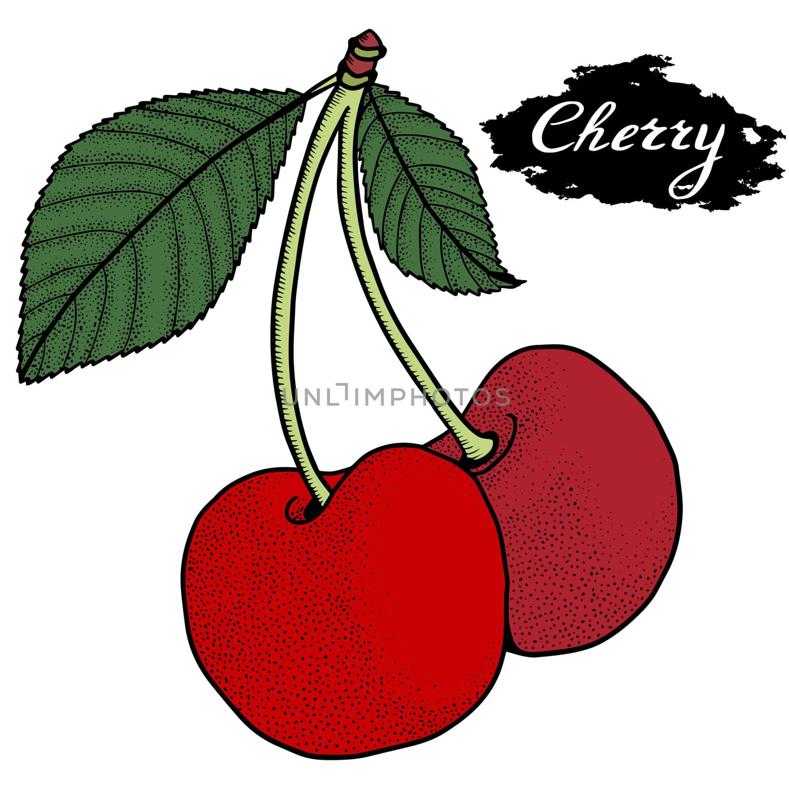 Cherry vector drawing. Isolated hand drawn berry on white background. Summer fruit engraved style illustration. Detailed vegetarian food. Great for label, poster, print
