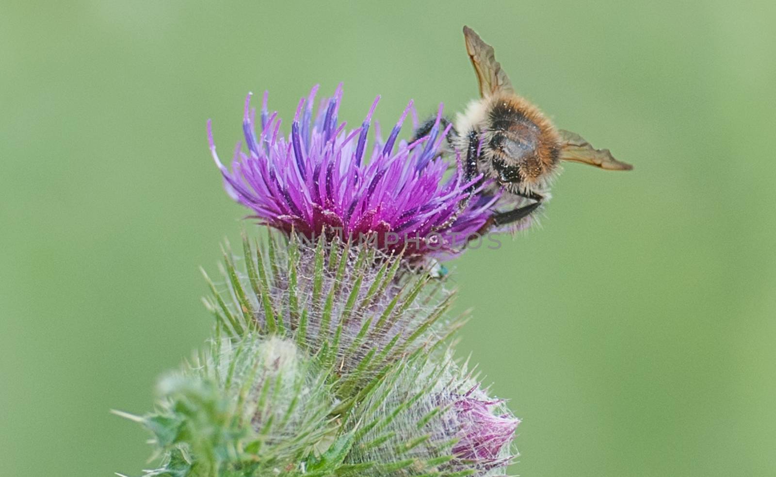 bee on a thistle by sirspread
