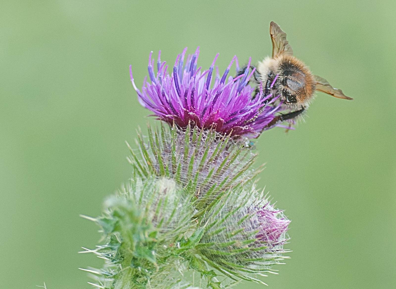 bee visiting a thistle