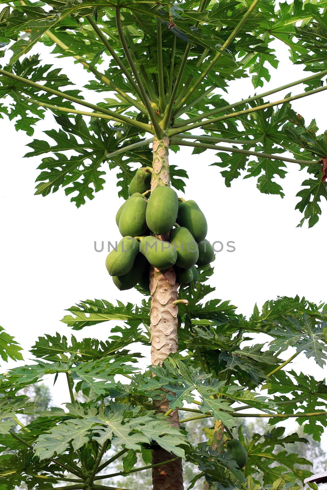 papaya on tree and papaya farm by cgdeaw