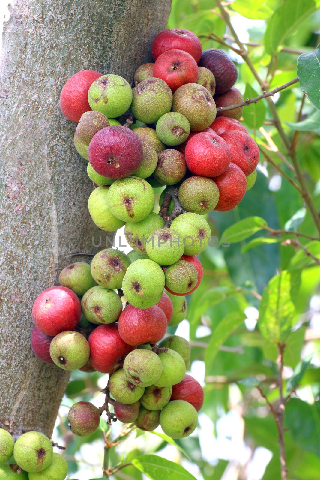 Fig fruit, Ficus Racemosa, Fig on tree nature, Fig Forest fruit, Fig red and green thai fruits