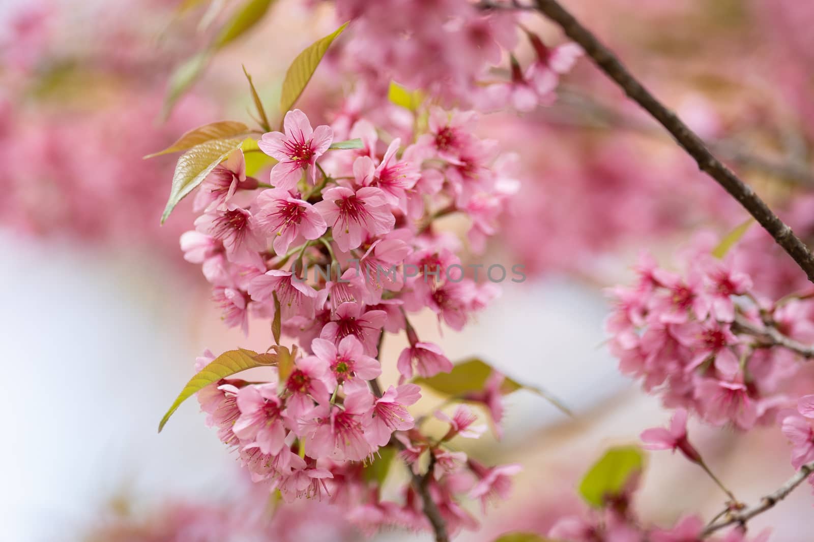 Beautiful Pink cherry blossom flowers (Thai Sakura) blooming in winter season