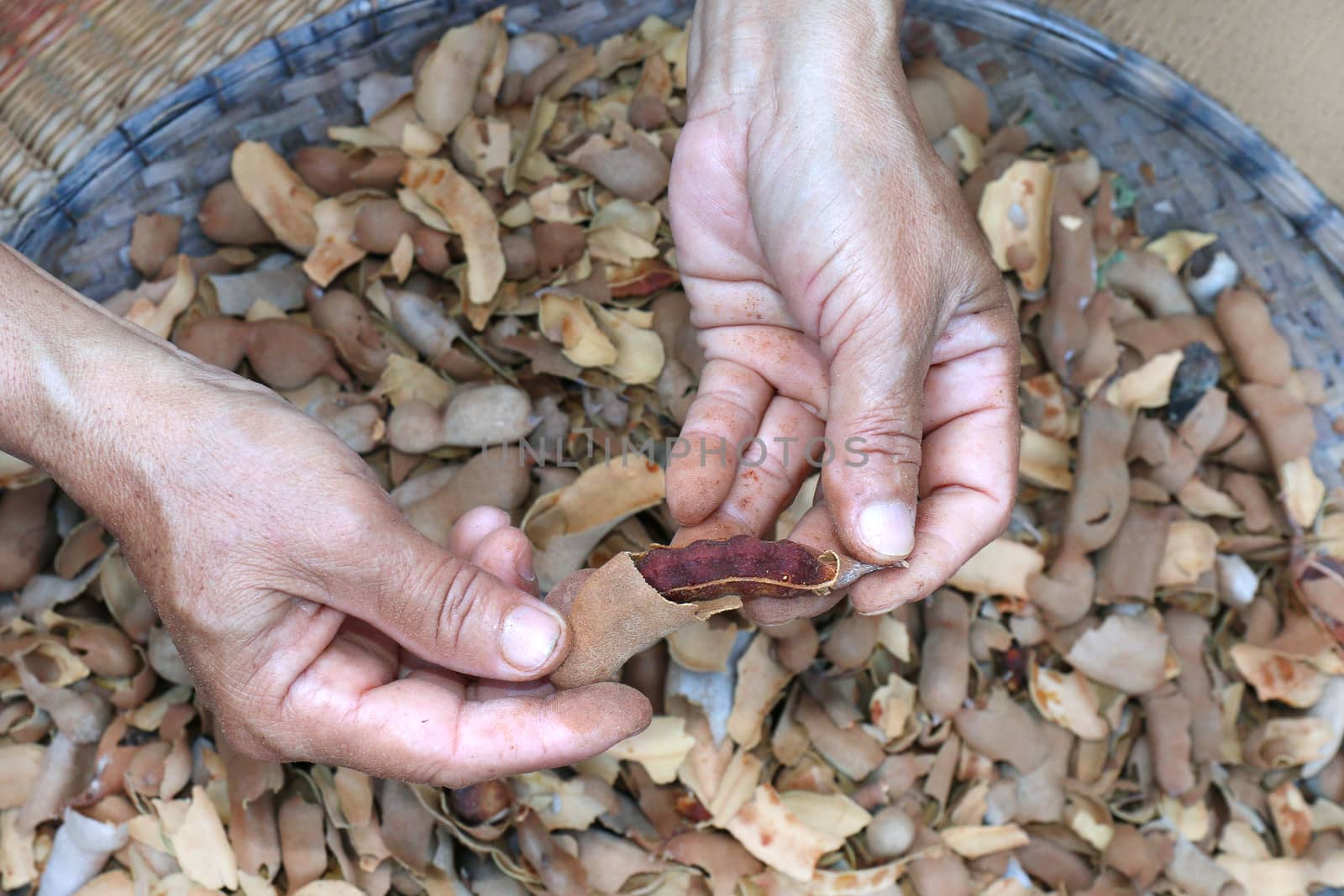 tamarind peel in hand, organic tamarind nature, tamarind heap