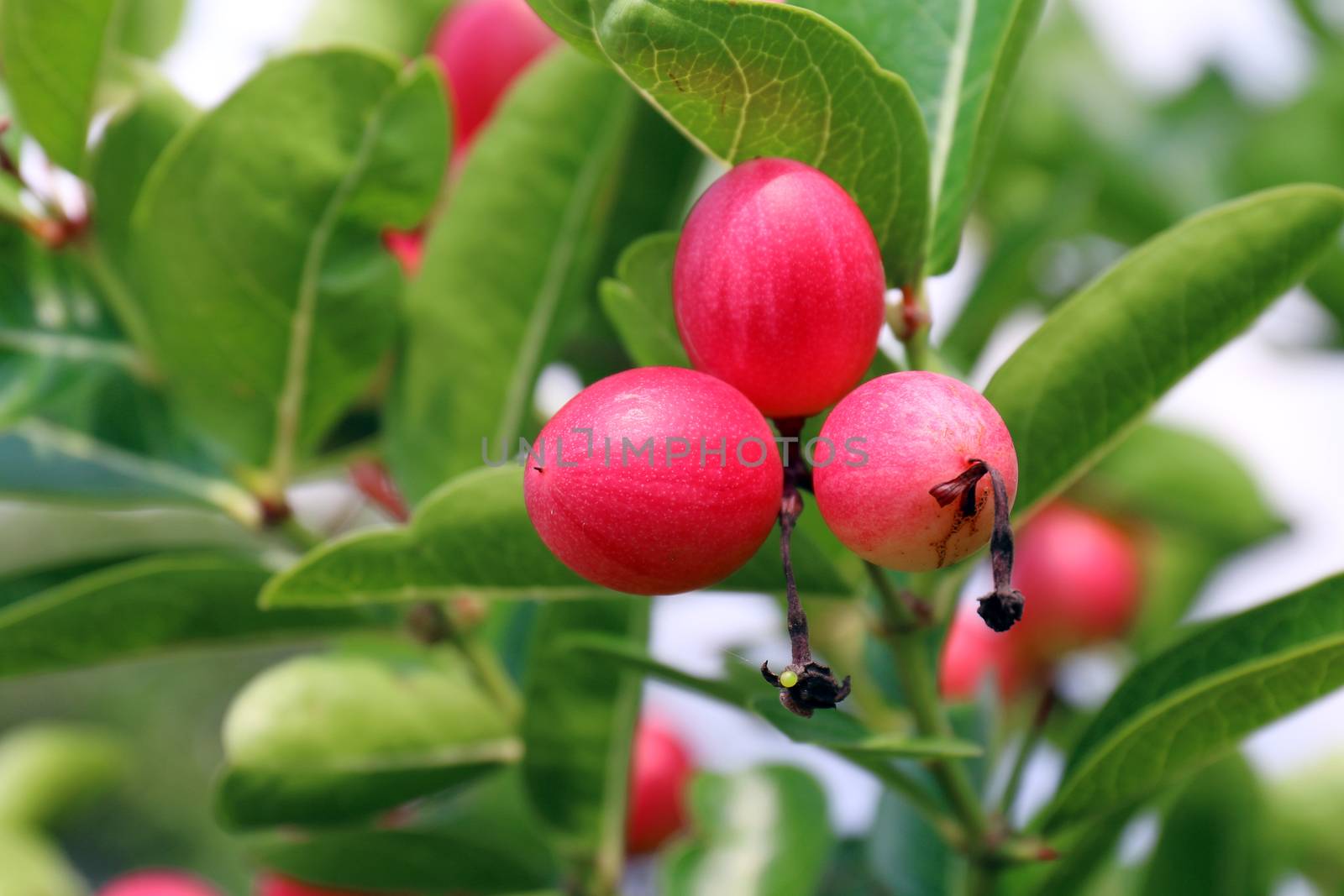 Carissa carandas, Carunda, Karonda seeds ripe pink or red colorful, tropical citrus karanda or koromcha fruit, Karanda(or carunda) fresh karanda(or Carunda)