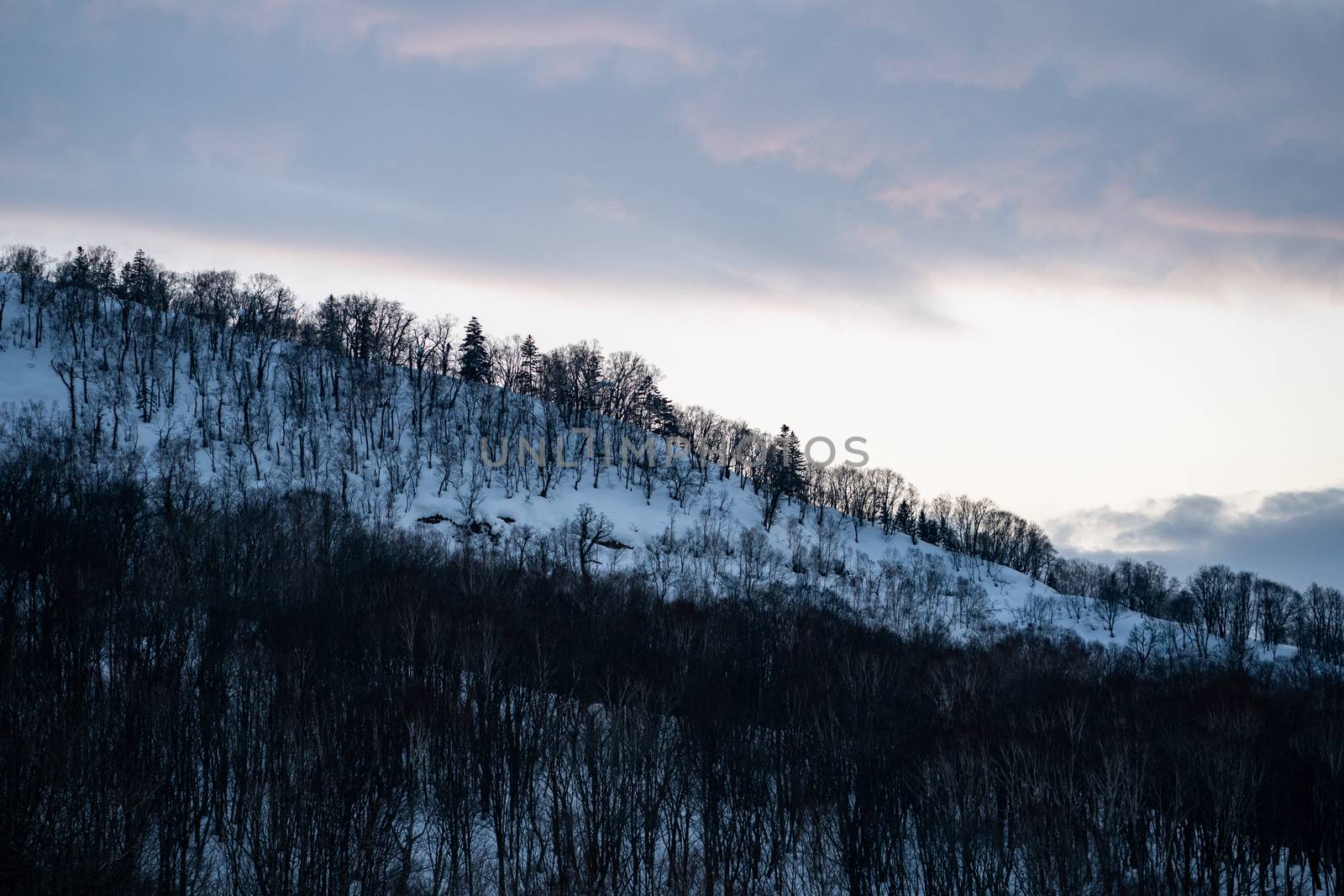 Snow covered trees on winter snow mountains. Winter snow mountain forest landscape.