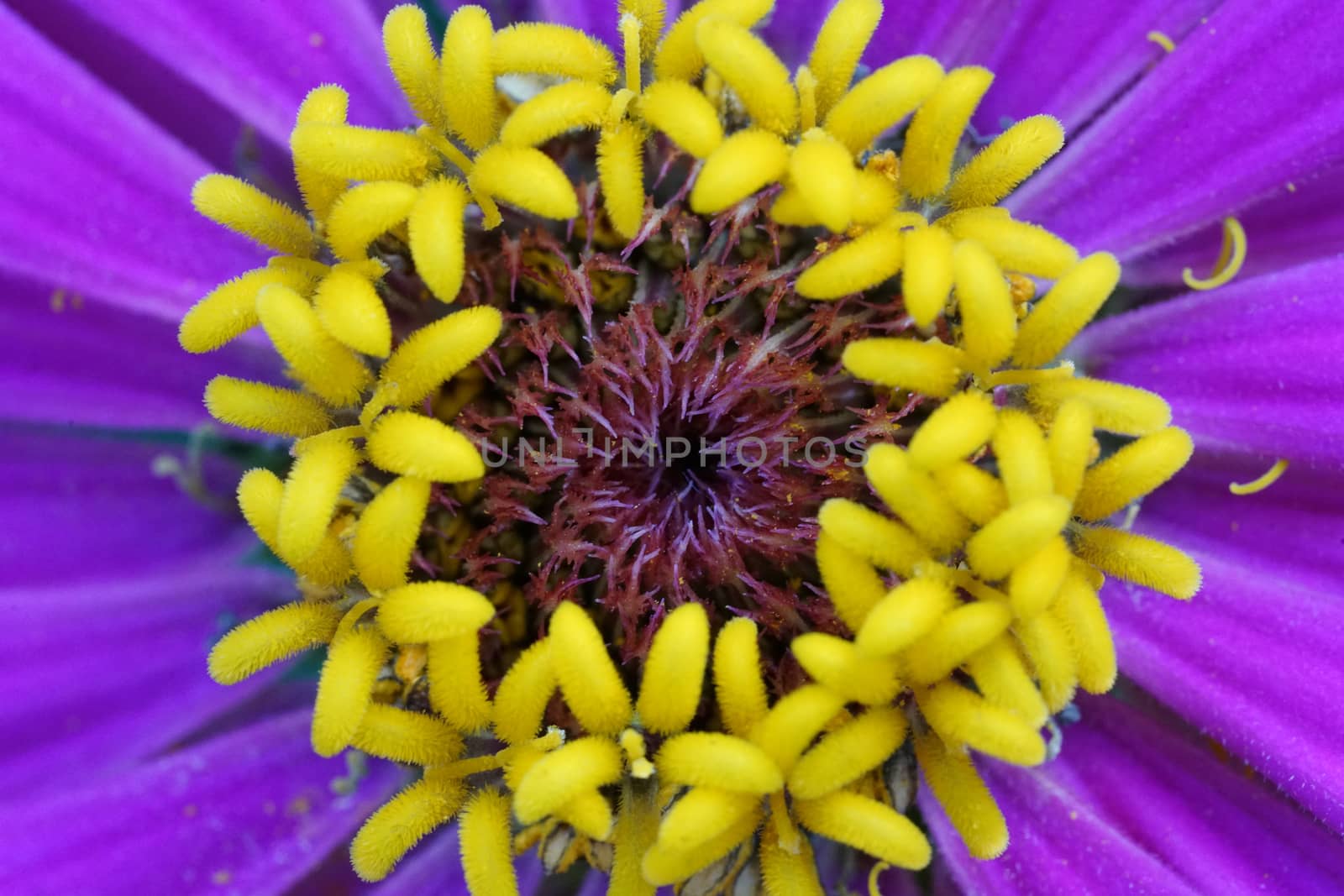 Close Up of Purple flower Selective Focus