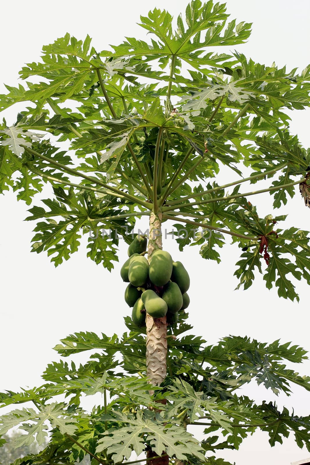 papaya on tree and papaya farm by cgdeaw