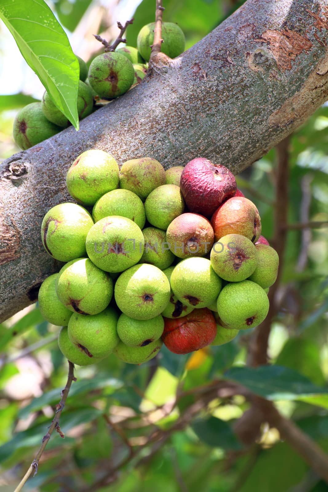 Fig fruit, Ficus Racemosa, Fig on tree nature, Fig Forest fruit, Fig red and green thai fruits by cgdeaw