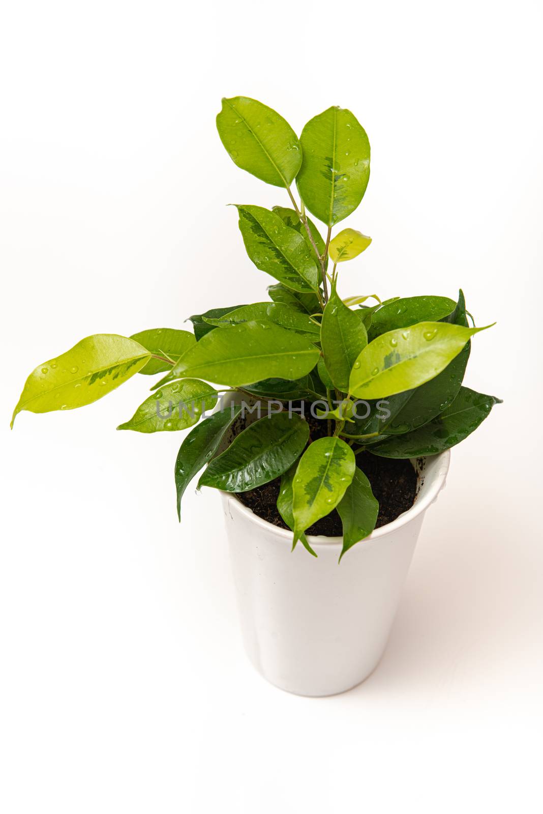 Green plant in a pot on a white isolated background with copy space by marynkin