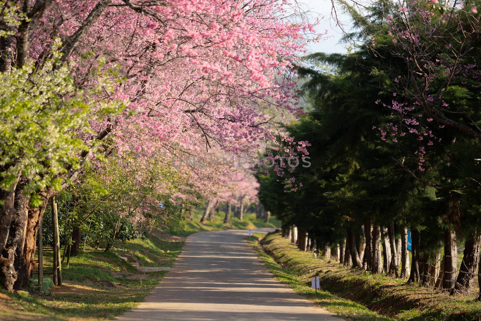 Beautiful Pathway of Pink cherry blossom flowers (Thai Sakura) blooming in winter season