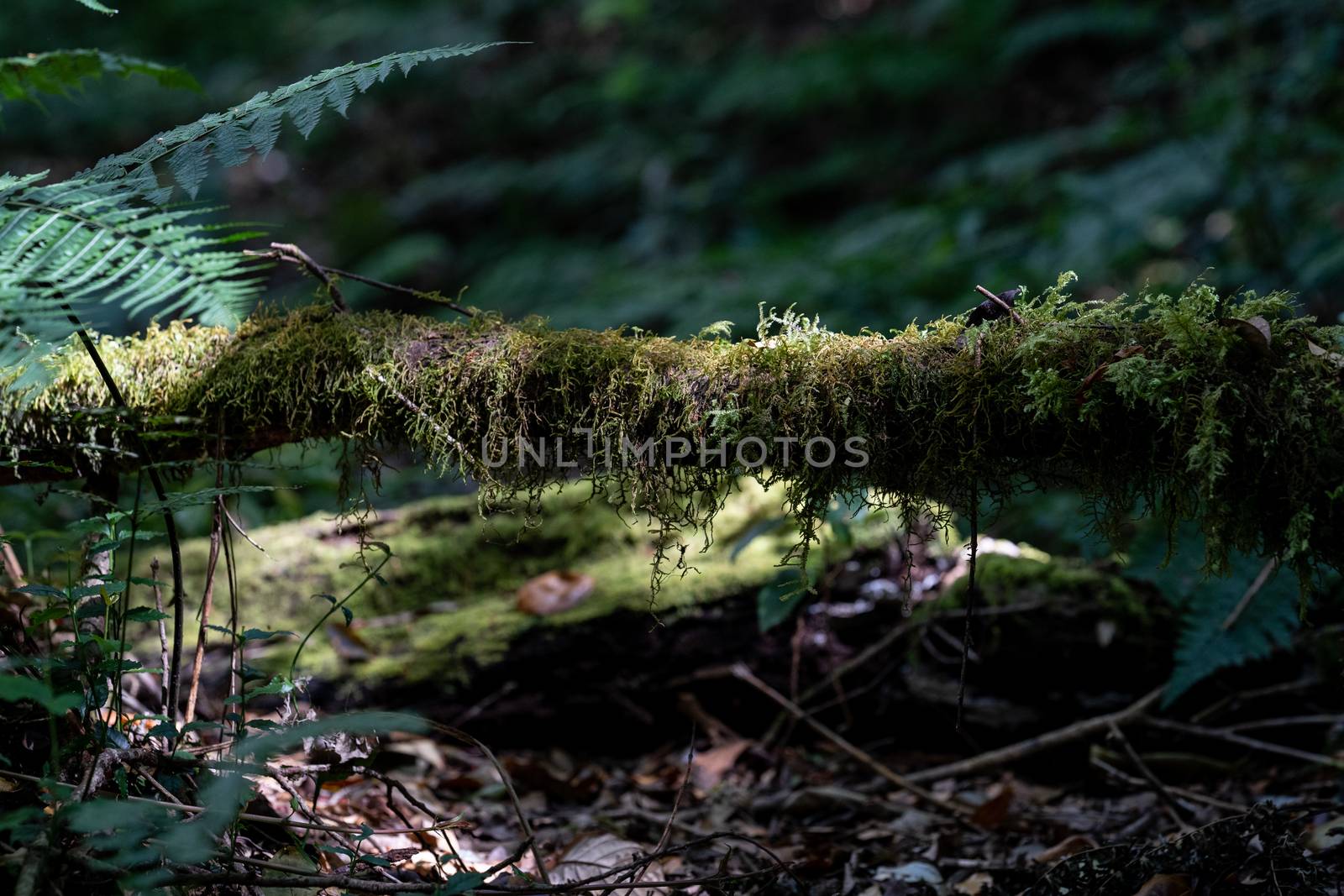 Green moss in the forest, overgrown over trunks