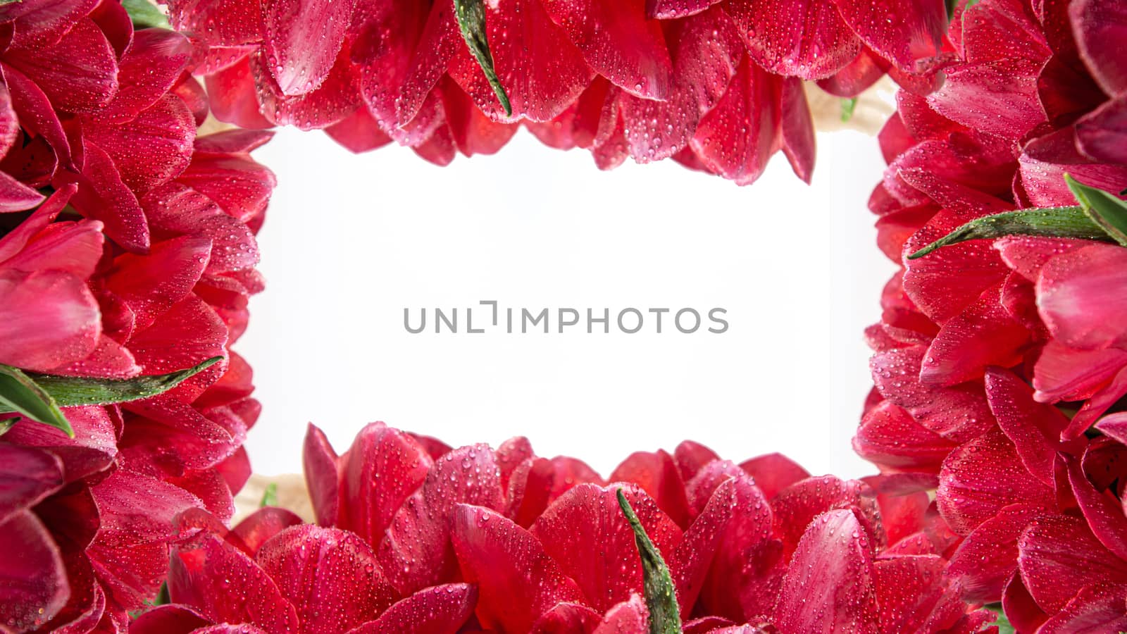 frame of red flowers tulips isolated on white with empty place for text by marynkin