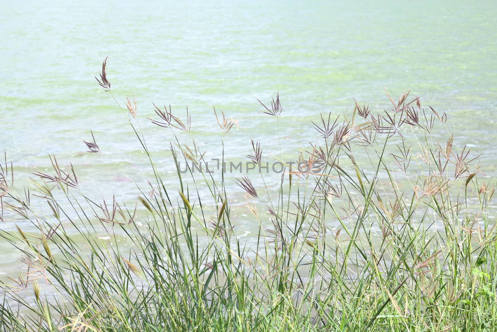 grass flower morning bright at river, grass nature and lake surface water landscape view lake sunlight soft