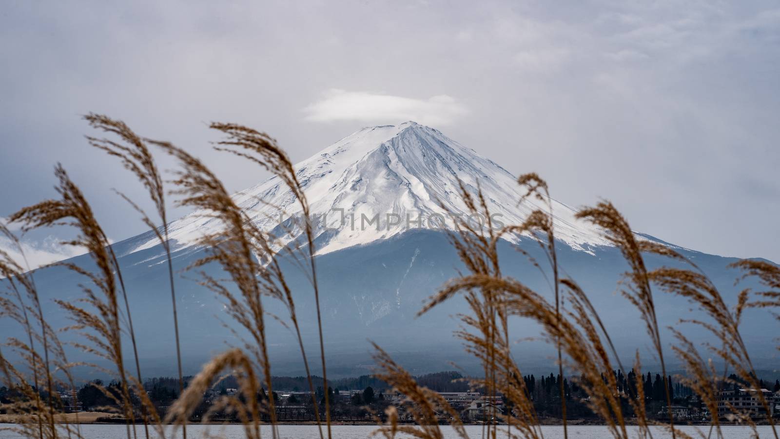 Mountain Fuji background with the Golden meadow grass
