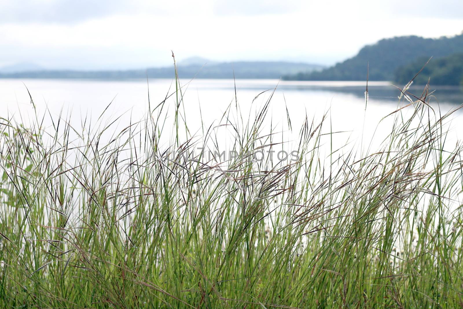 Grass, Grass nature and Surface water at River landscape Mountain range, Sierra, Cordillera background, Grass and sky mornings