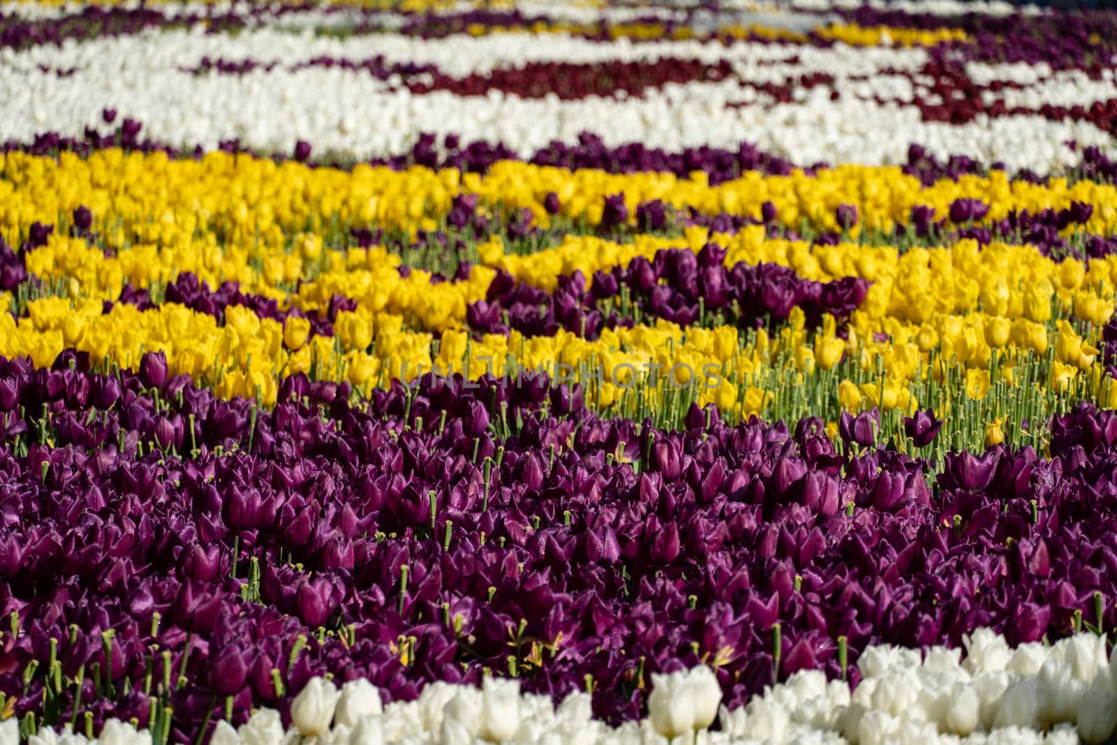 Beautiful color Tulip bloom Field.