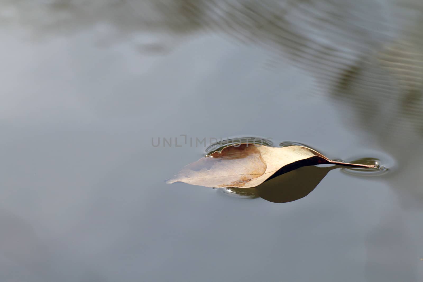 dry leaves floating on the surface water wave nature, water background (selective focus) by cgdeaw