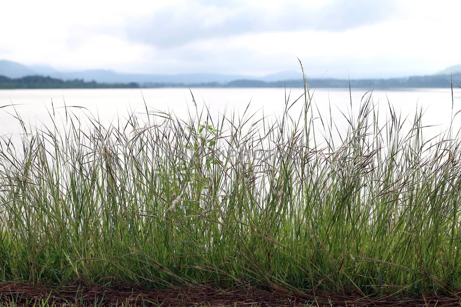grass flower morning bright at river, grass nature and lake surface water landscape view lake sunlight soft dam view Background