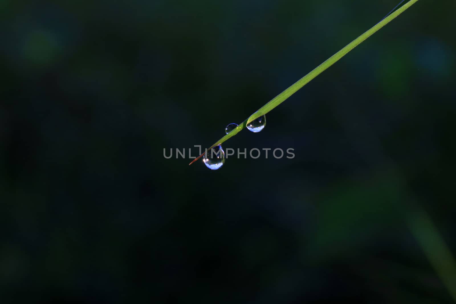 Drop water rain dew meadow on wet leaf grass nature isolated green dark black background