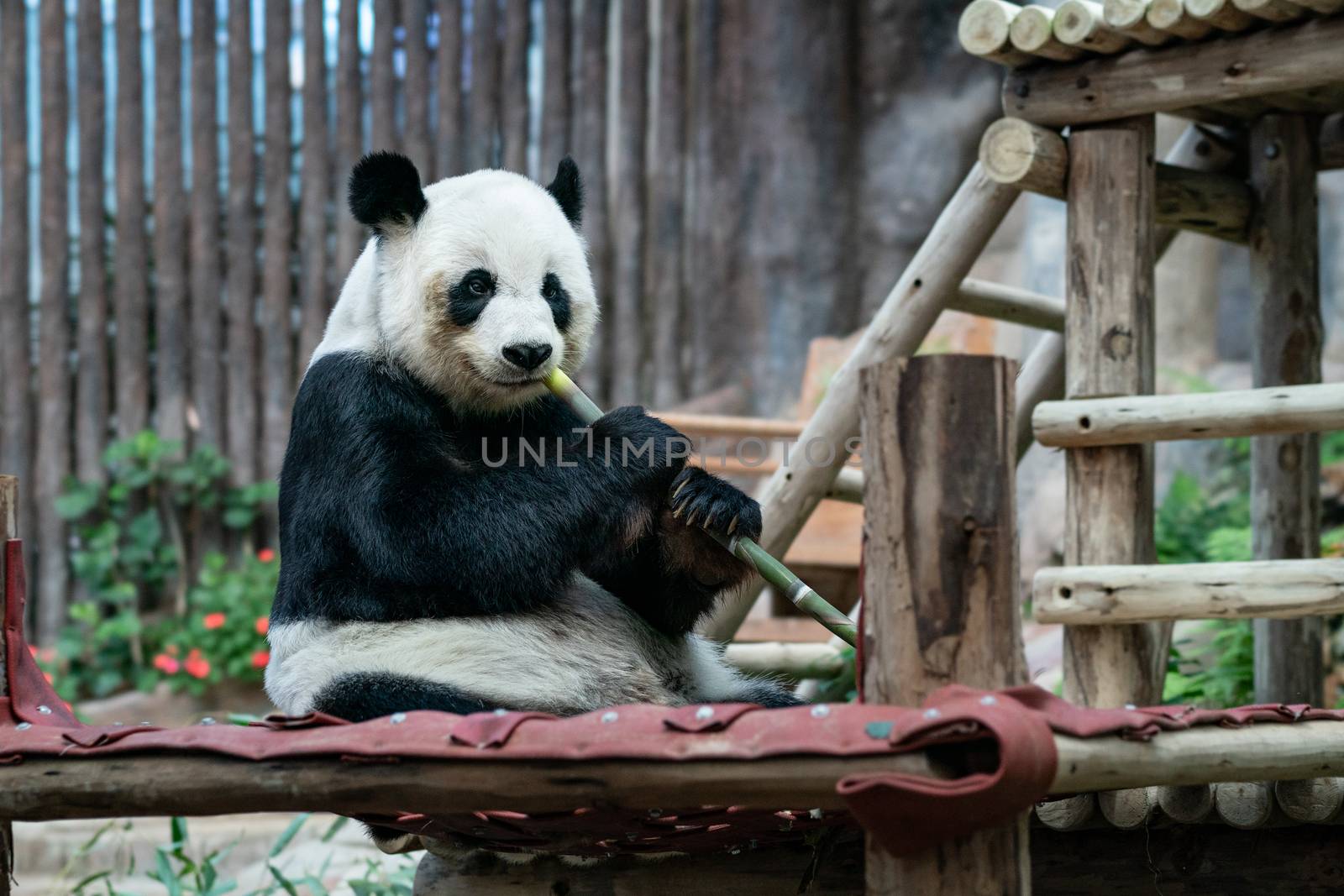 Giant Panda eats bamboo in the park.