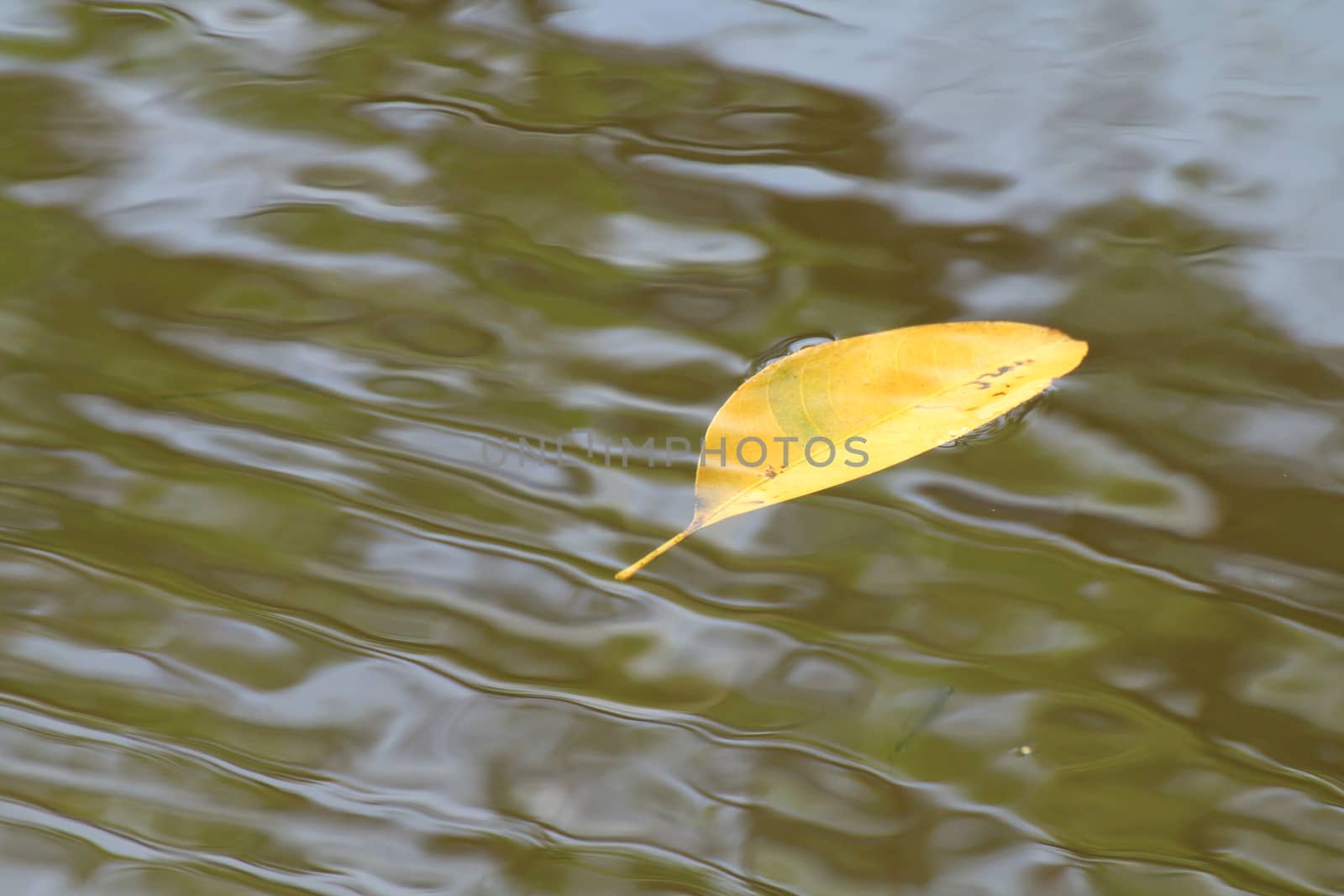 Dry leaf Leaves Golden yellow leaves floating on the surface winter, wave pool nature in forest, Fresh peace in nature, Water background
