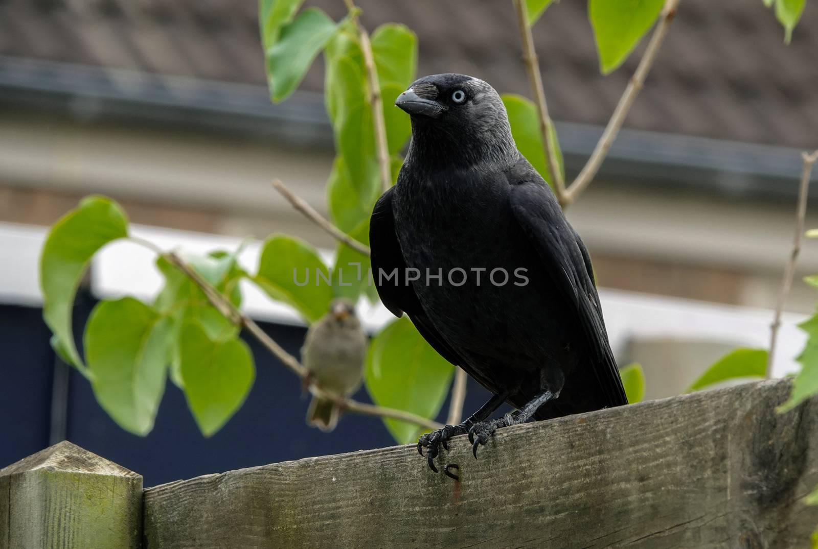 Jackdaw Corvus monedula on thick wooden fence in a garden