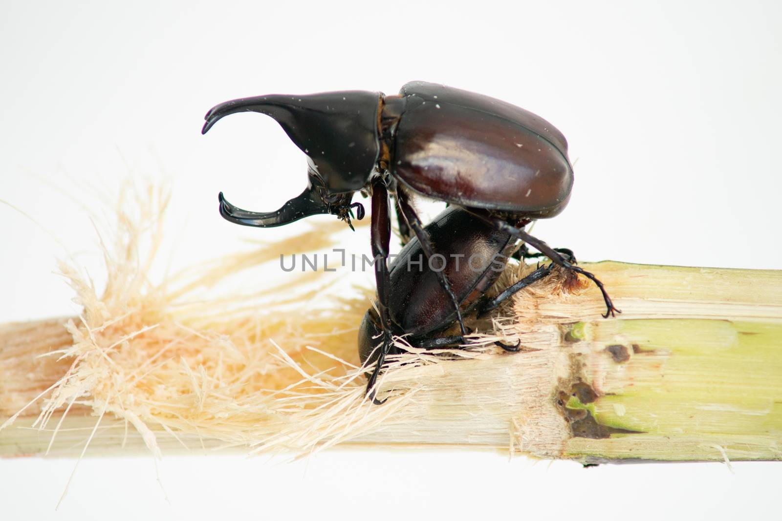 Dynastinae or Rhinoceros beetles are mating in nature in the breeding season to expand the species.