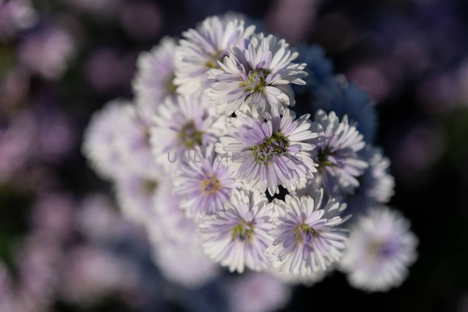 Close-up of purple margaret flower field.