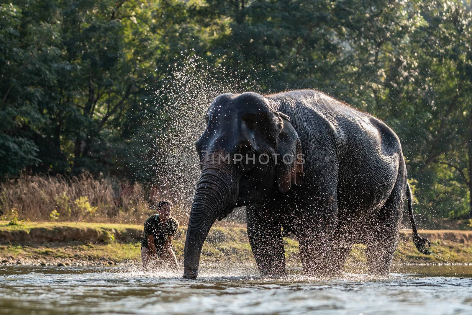 Splash water on elephant bath time.