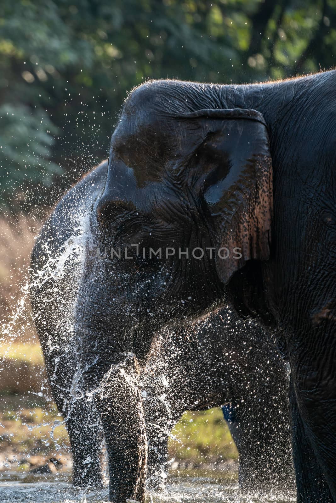 Splash water on elephant bath time.