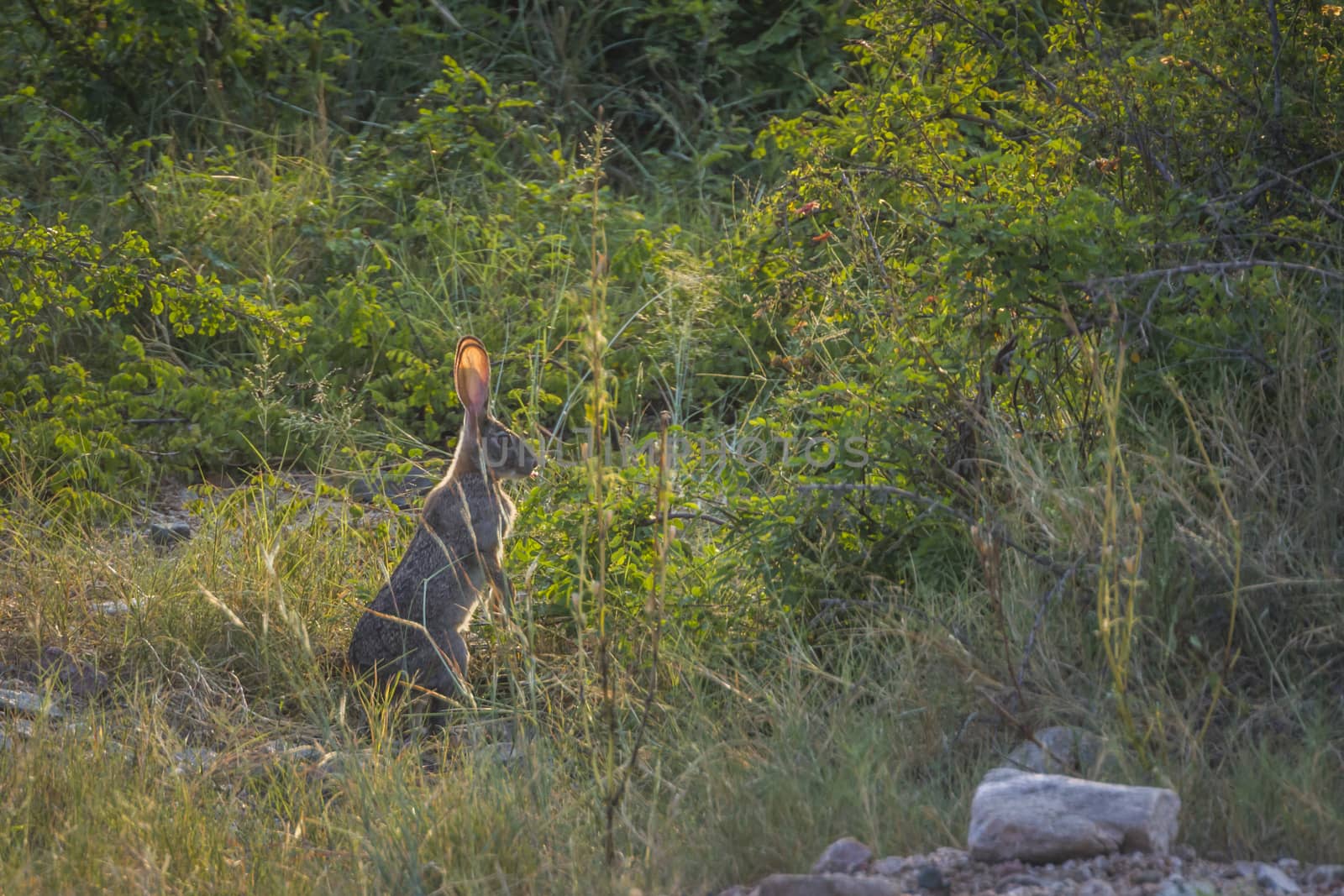 Scrub hare standing up in backlit in Kruger National park, South Africa ; Specie Lepus saxatilis family of Leporidae