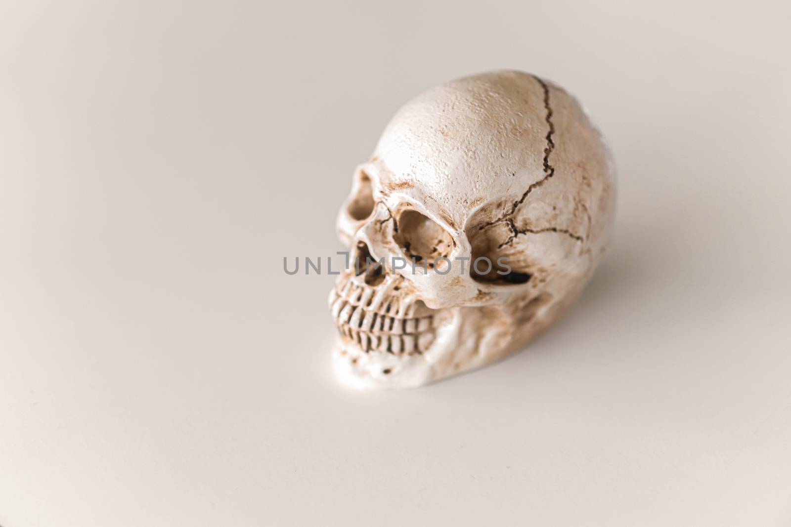 white skull isolated on white background with clipping path by sandyman