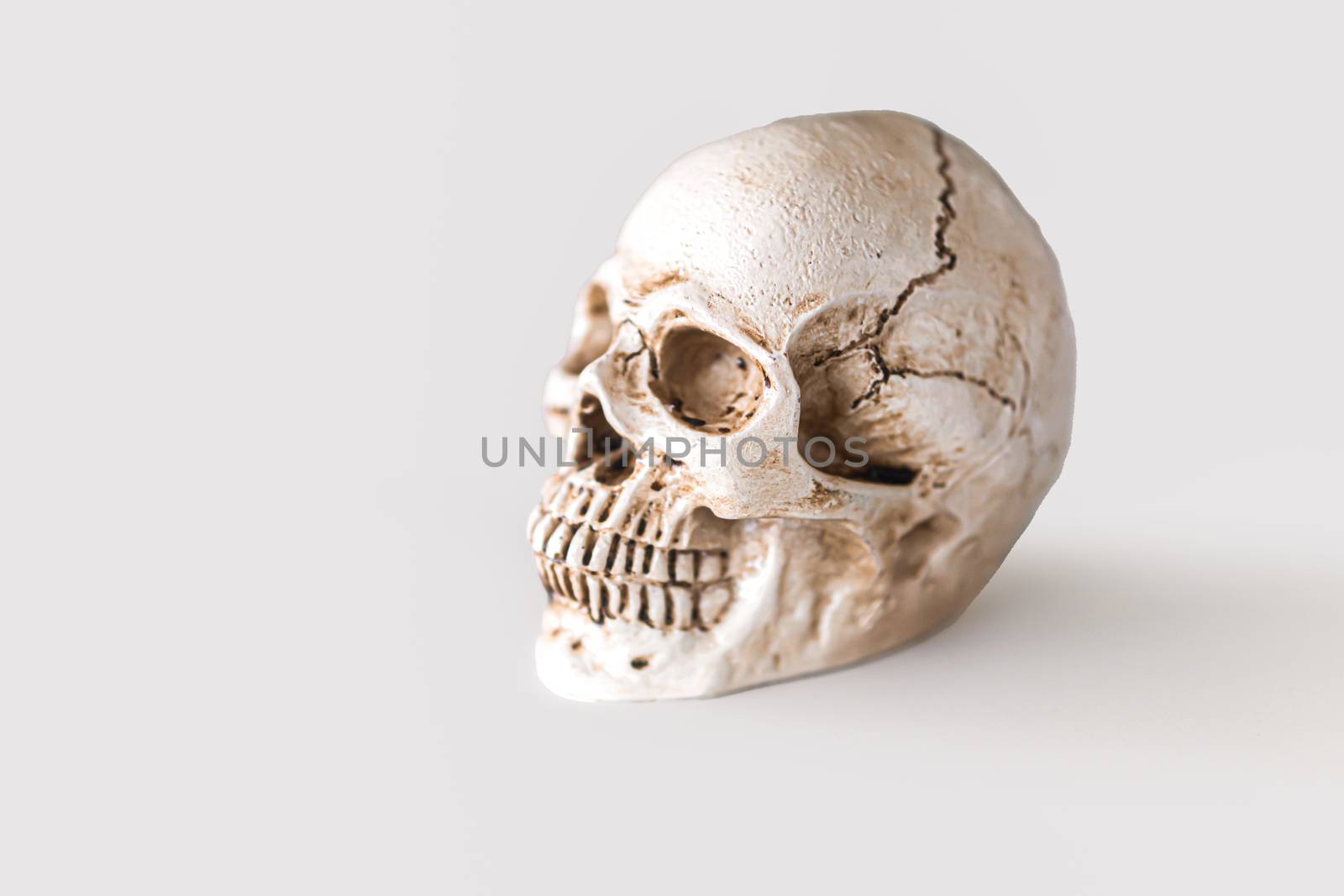 white skull isolated on white background with clipping path by sandyman