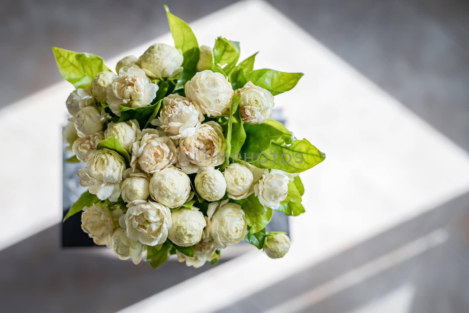 Photos of white jasmine bouquet from above and shadowed background from sunlight.