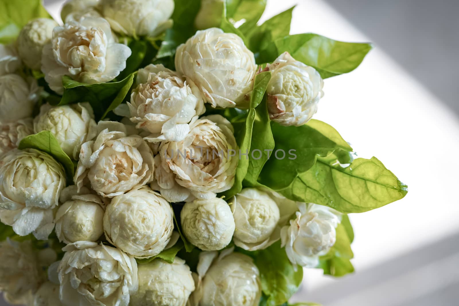 Photos of white jasmine bouquet from above and shadowed background from sunlight.