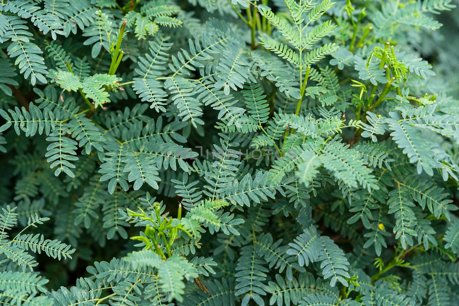 The leaves background of the acacia tree