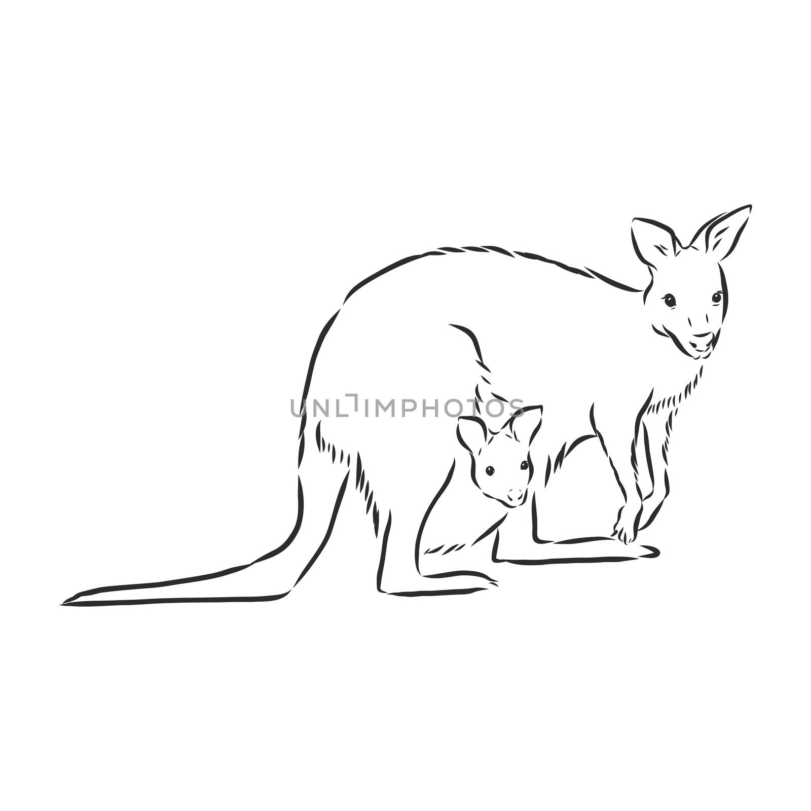 Drawing of a kangaroo. Vector illustration